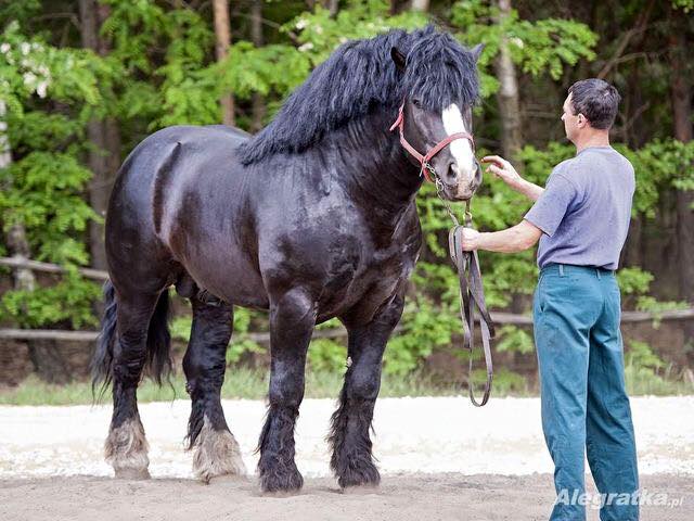 Sztumski Draft Horse